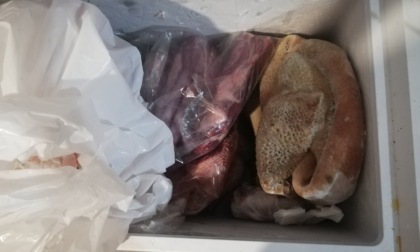 Torino: chiusa macelleria in via Berthollet, sanzionato titolare per 31mila euro