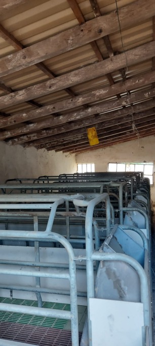 Peste suina, i produttori della filiera suinicola dell’alessandrino: “Siamo disperati”