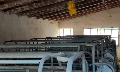 Peste suina, i produttori della filiera suinicola dell'alessandrino: "Siamo disperati"