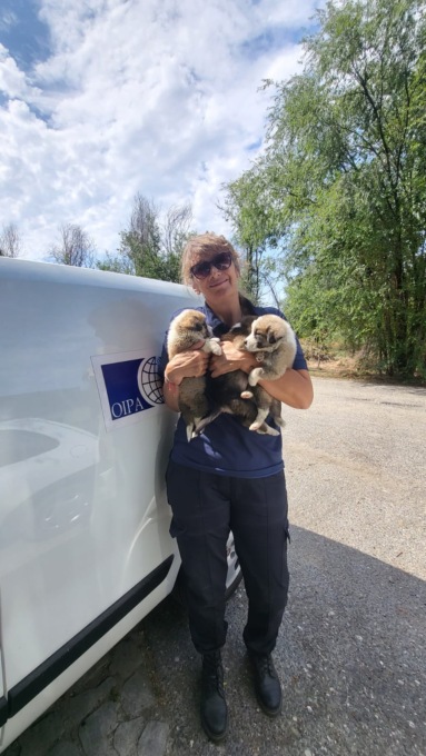 Messi in vendita prima del compimento dei 60 giorni, sequestrati 3 cuccioli a Tortona