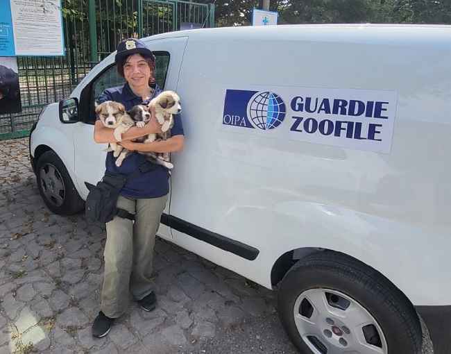 Tenuti in un fienile fatiscente e destinati alla vendita online: lieto fine per tre cuccioli con meno di un mese