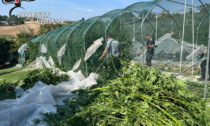 Sequestrate 400 piante di marijuana e 7 arresti