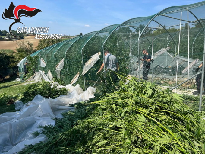 Sequestrate 400 piante di marijuana e 7 arresti