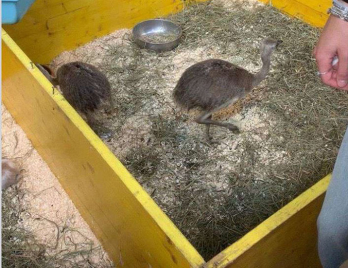 Casale, intervento delle guardie zoofile in un pet show