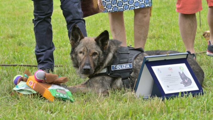 Dopo 13 anni di servizio, Alessandria saluta Fox, il cane pastore della polizia locale
