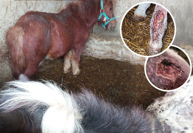 Maltrattamento di animali, maxi sequestro