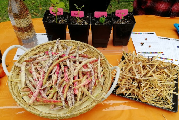 Tutti a piantare legumi per salvare il pianeta: nuova fase per il progetto europeo Increase