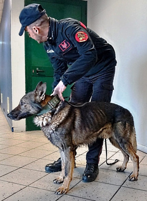 Sicurezza antidroga nelle scuole del novese, controlli dei Carabinieri con i cani del Nucleo cinofili di Volpiano
