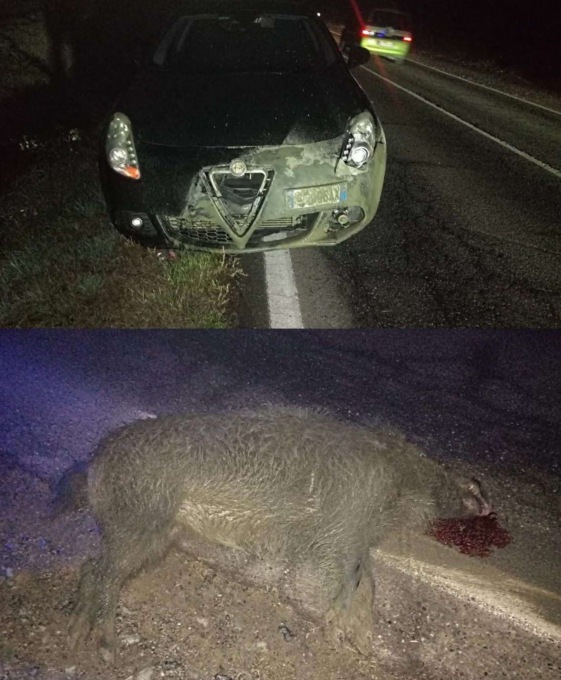Cassine, cinghiale nel buio della strada statale 30