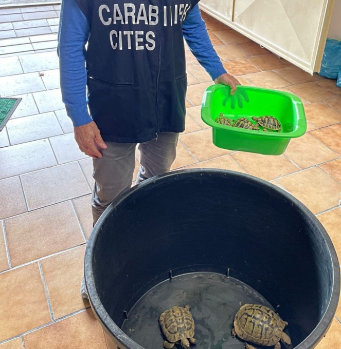 Non denuncia la nascita delle tartarughe, sanzionato dai Carabinieri del Cites di Alessandria