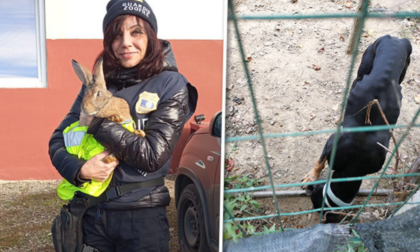 Cani denutriti e conigli stipati in gabbie piene di escrementi: cacciatore denunciato