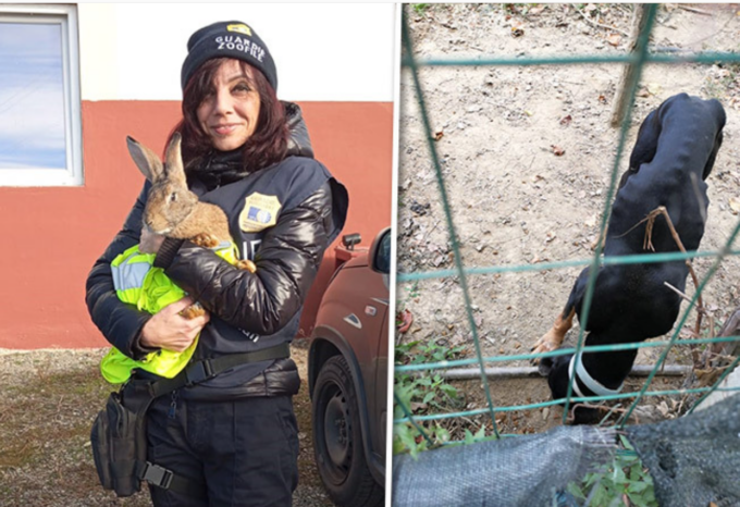 Cani denutriti e conigli stipati in gabbie piene di escrementi: cacciatore denunciato