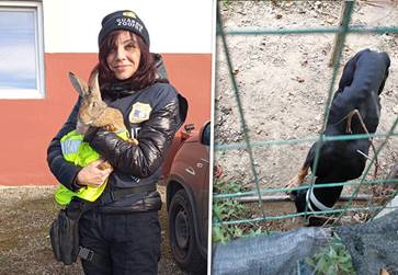Acqui Terme, sequestrati tre segugi pelle e ossa e un coniglio dall’OIPA