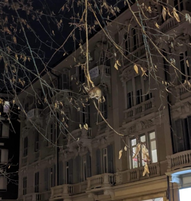 Topi sugli alberi ad Alessandria. Il sindaco: “Rifaremo la derattizzazione”