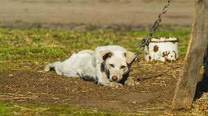 La Regione Piemonte bandisce i cani alla catena. Molte le novità nella legge approvata