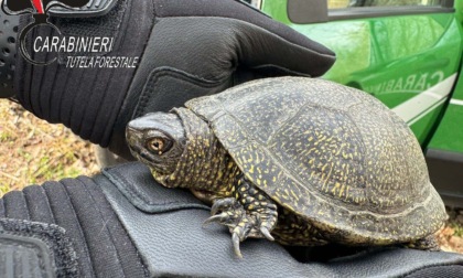Frugarolo, Carabinieri Forestali rinvengono tartaruga Emys