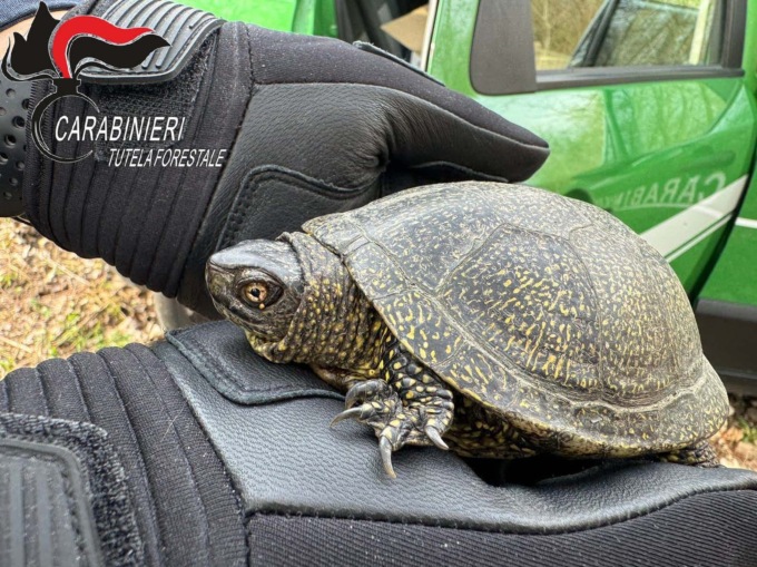 Frugarolo, Carabinieri Forestali rinvengono tartaruga Emys