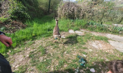 Salvato dai Vigili del Fuoco un capriolo rimasto incastrato in una recinzione a Cerrina