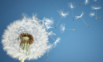 La primavera anticipata porta con se' le classiche allergie di stagione