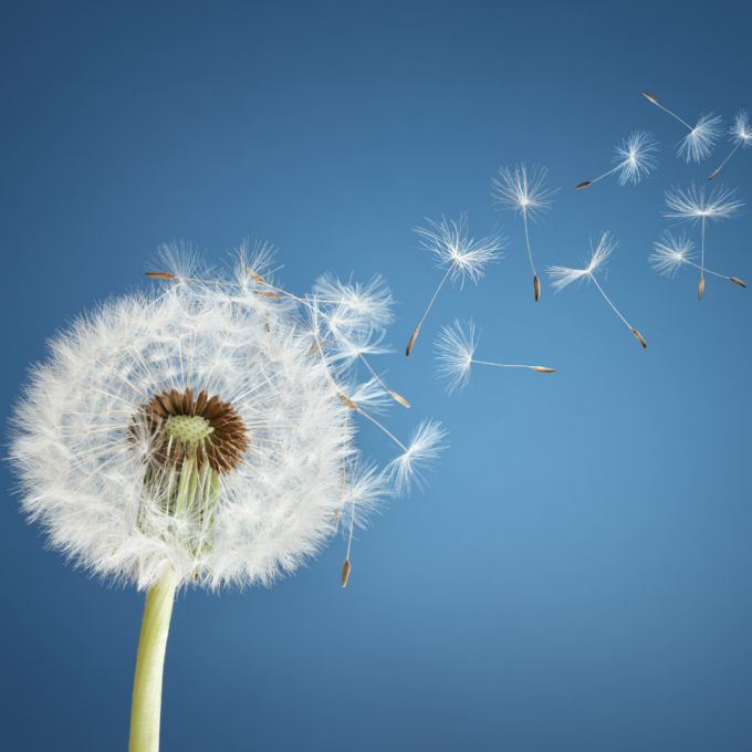 La primavera anticipata porta con se’ le classiche allergie di stagione