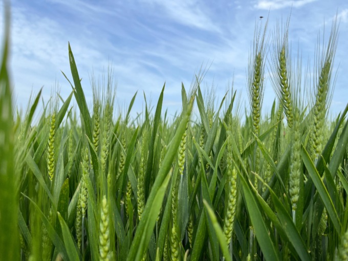 Agricoltura in ginocchio nell’Alessandrino dopo la tempesta di ieri pomeriggio