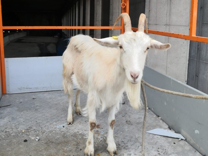 Capretta bloccata sulla volta della galleria “Bolzaneto” sull’A7: salvata dalla Polizia Stradale