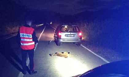 Automobilista soccorso dai Carabinieri dopo l'impatto con un capriolo