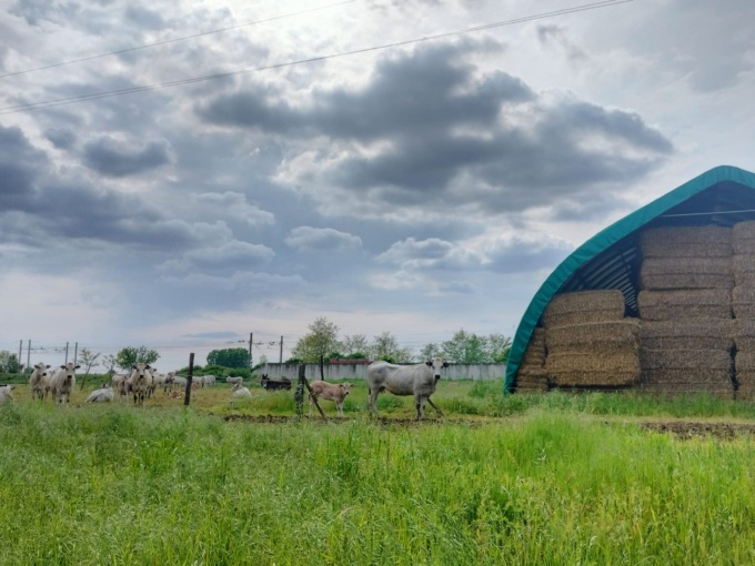 Annata da maglia nera per l’agricoltura alessandrina
