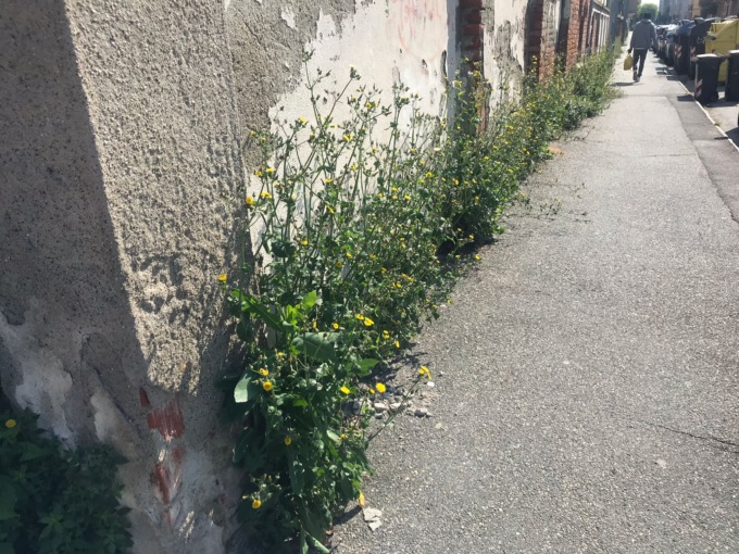 Erba alta lungo il marciapiede di via Buozzi ad Alessandria: la segnalazione di un cittadino