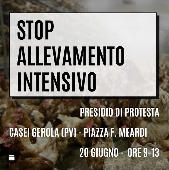 Casei Gerola, giovedì presidio di protesta per dire stop ad allevamento intensivo