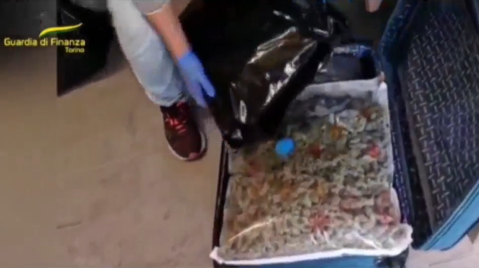 In valigia 13 chili di marijuana: arrestato un corriere in arrivo dalla Spagna