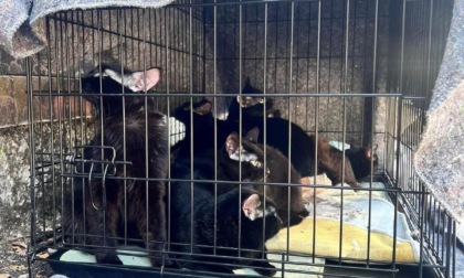 Gatti abbandonati lungo il fiume a Nichelino. L'assessore: "Mai visto niente di simile"