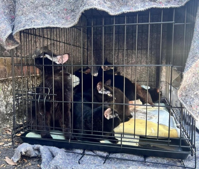 Gatti abbandonati lungo il fiume a Nichelino. L’assessore: “Mai visto niente di simile”