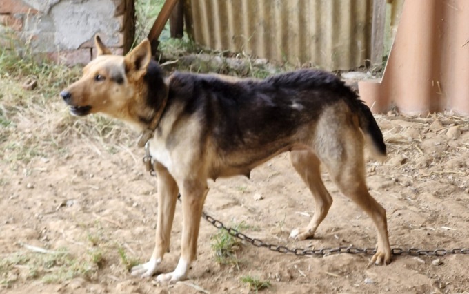 Sequestrati una cagnolina e i suoi quattro cuccioli, vivevano di stenti