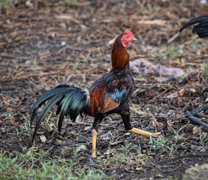 Casei Gerola, secondo stop all’allevamento di galline ovaiole