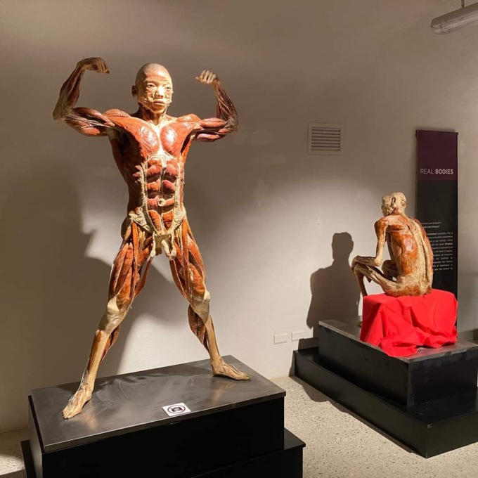 “Real Bodies”, la grande mostra di anatomia umana al Castello del Monferrato
