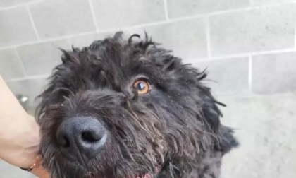 Murisengo, sequestrato lagotto in pessime condizioni da Gepa