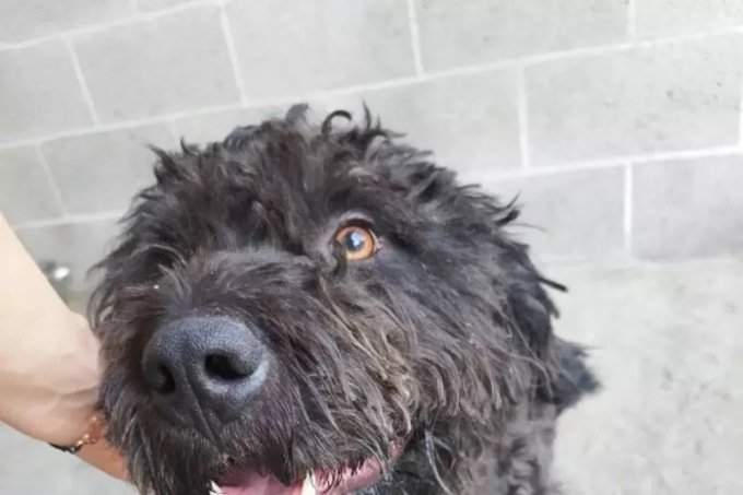 Murisengo, sequestrato lagotto in pessime condizioni da Gepa