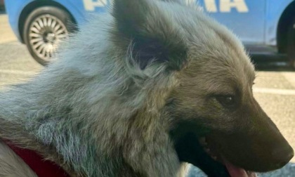 Torino: la Polizia salva un cucciolo di cane a bordo di un camper rubato