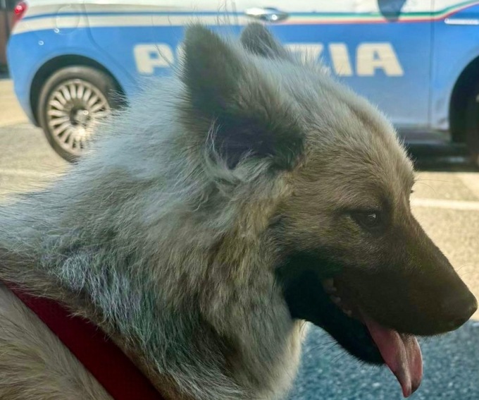 Torino: la Polizia salva un cucciolo di cane a bordo di un camper rubato