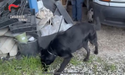 Droga consegnata a casa e vivai come deposito: arresti anche nel Torinese