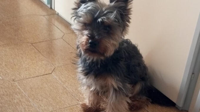 Chiuso da un mese in una stanza con il proprietario gravemente malato: Sky ora attende una famiglia