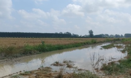 Danni all'agricoltura: il 10 luglio sopralluogo della Regione nell'Alessandrino