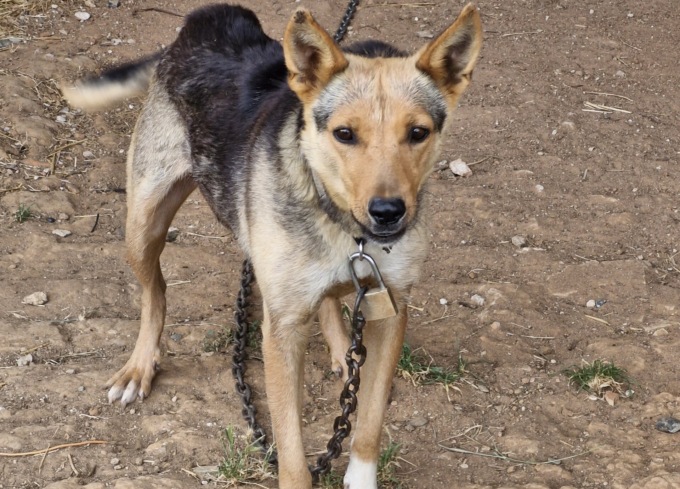 Le guardie zoofile salvano un cane e quattro cuccioli: vivevano di stenti in una cascina a Quargnento