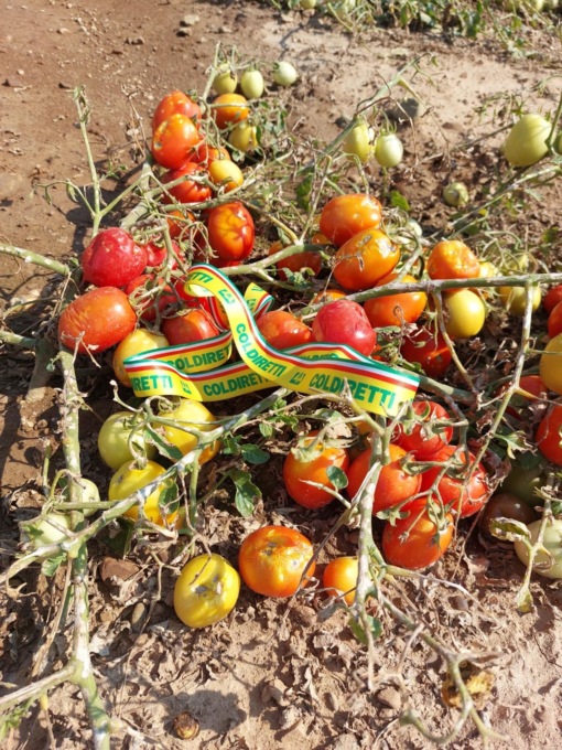 Coldiretti: a rischio la filiera del pomodoro, dopo la grandine a Lobbi e Castelceriolo