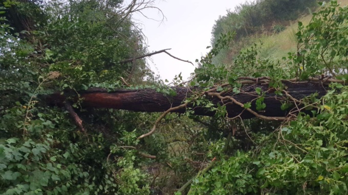 Maltempo nell’Alessandrino: forti raffiche di vento e alberi caduti. Black out in alcune zone di Alessandria
