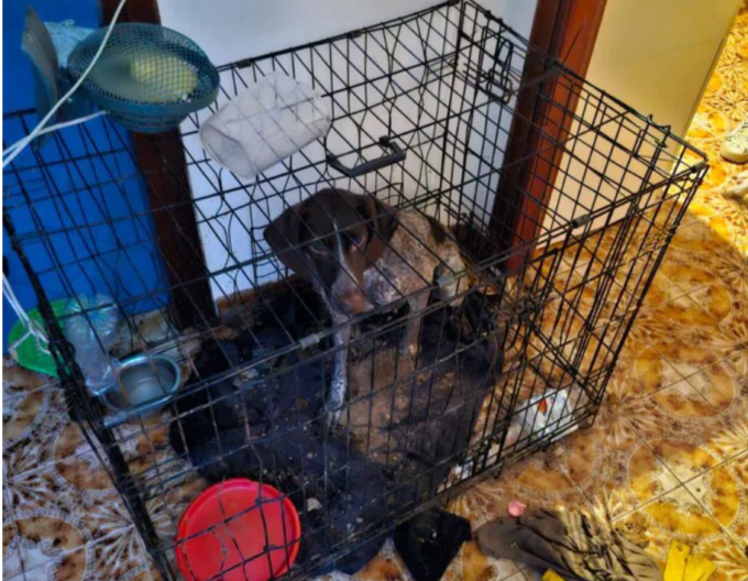 Ennesimo sequestro di cani maltrattati in provincia di Alessandria