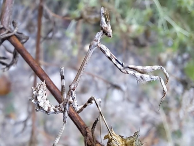 Mantide “diavoletto” nel parco del torrente Scrivia