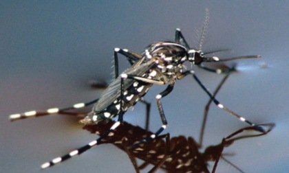 Intervento straordinario antizanzare a Valmadonna, dove è morta una donna per West Nile Virus