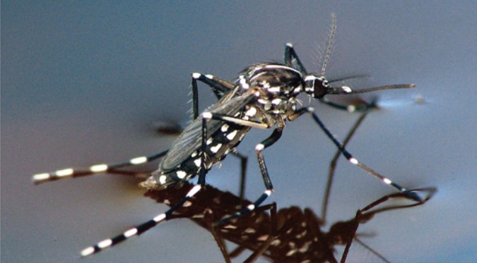 West Nile Virus: il vademecum della Regione Piemonte per prevenirla e riconoscere il contagio